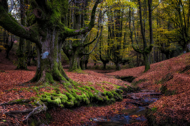 Observatoire des Forêts Françaises