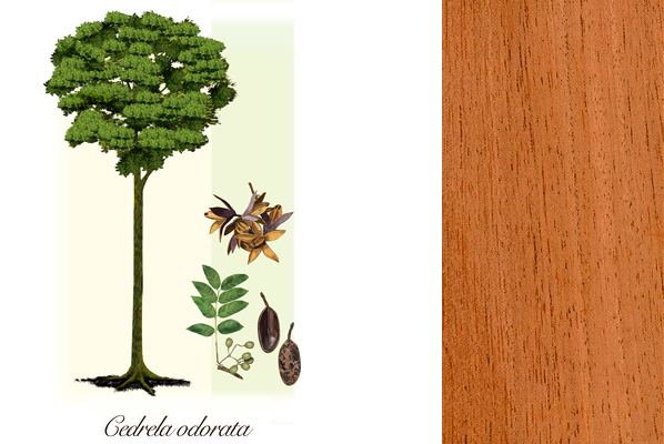 cedrela odorata 555