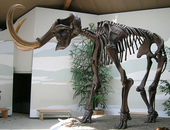 mammut 555
